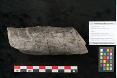 Foto (Objekt + Etikett) von Calamites communis Ettingshausen (NHMW-GEO-2024-0188-10961)